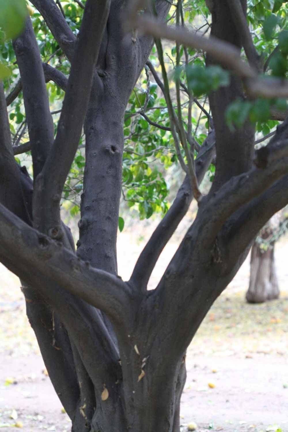 Bark (Riverside, CA)       